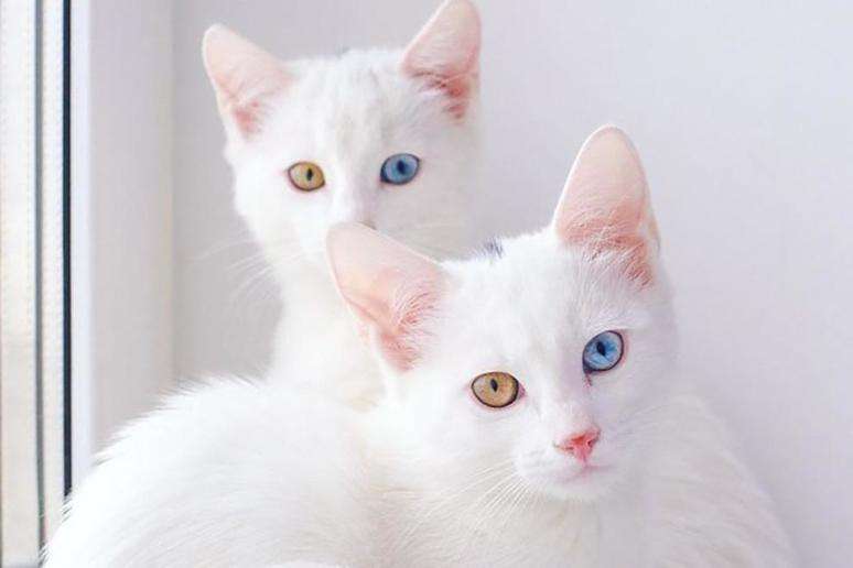 虹膜异色症：双色瞳孔的“波斯猫”人